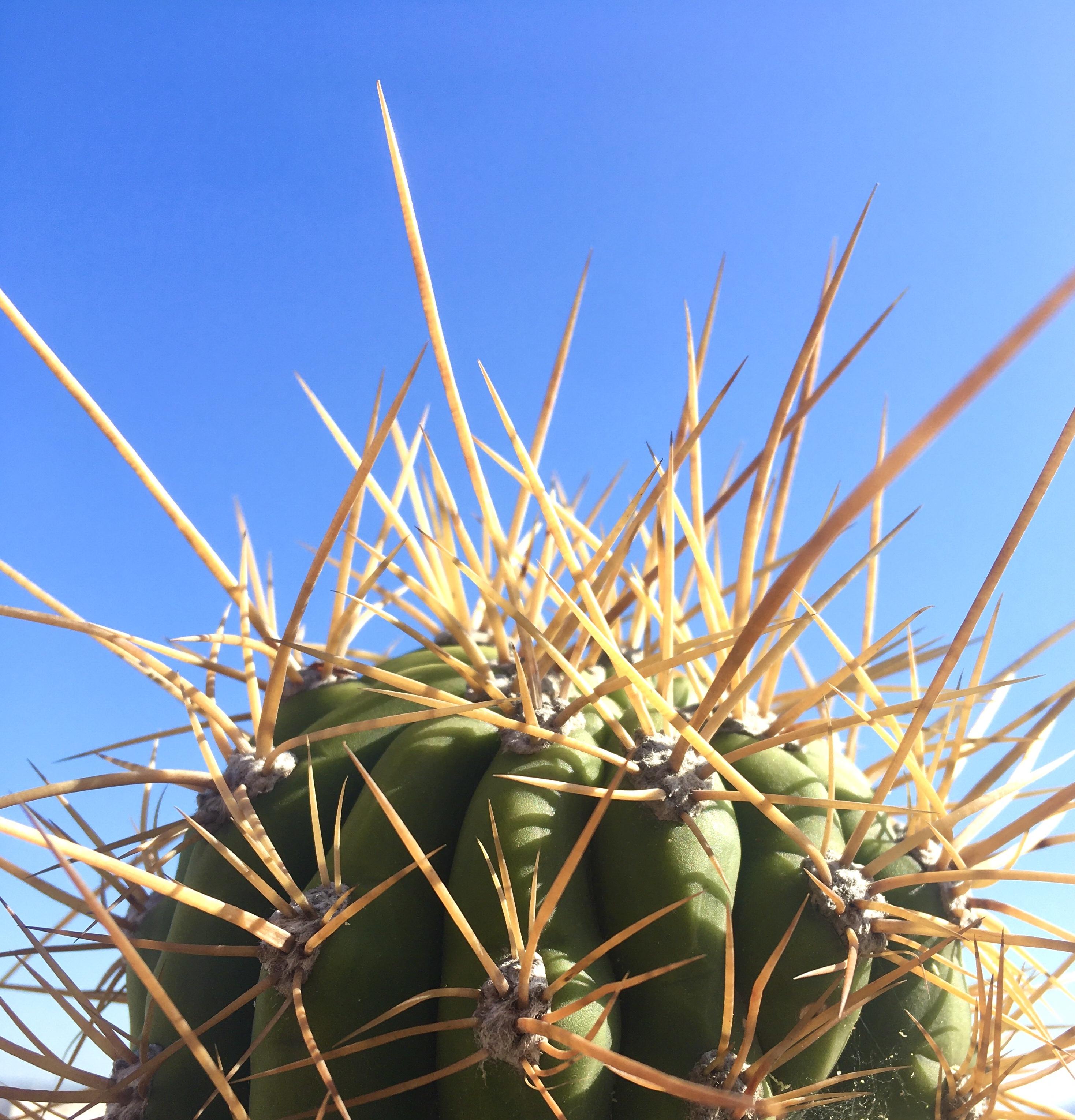 Trichocereus pasacana / terscheckii